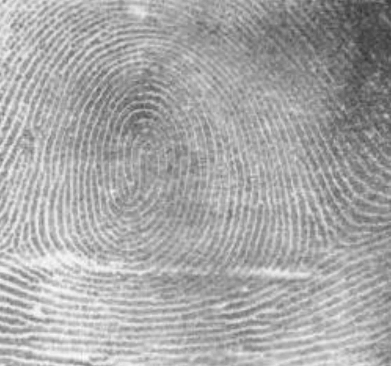 Real scanned fingerprint showing a whorl ridge pattern